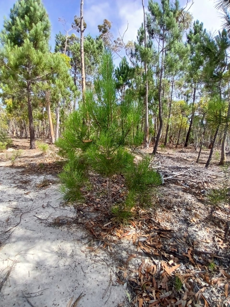 0 Bedroom Property for Sale in Napier Western Cape